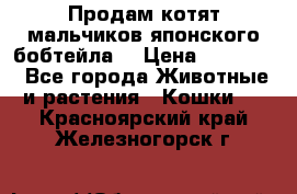 Продам котят мальчиков японского бобтейла. › Цена ­ 30 000 - Все города Животные и растения » Кошки   . Красноярский край,Железногорск г.